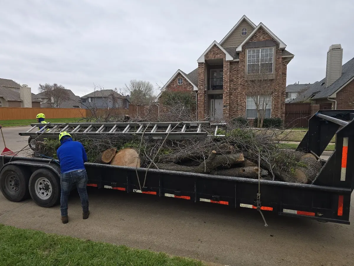 Expert Tree Removal with proper safety equipment in Dillingham